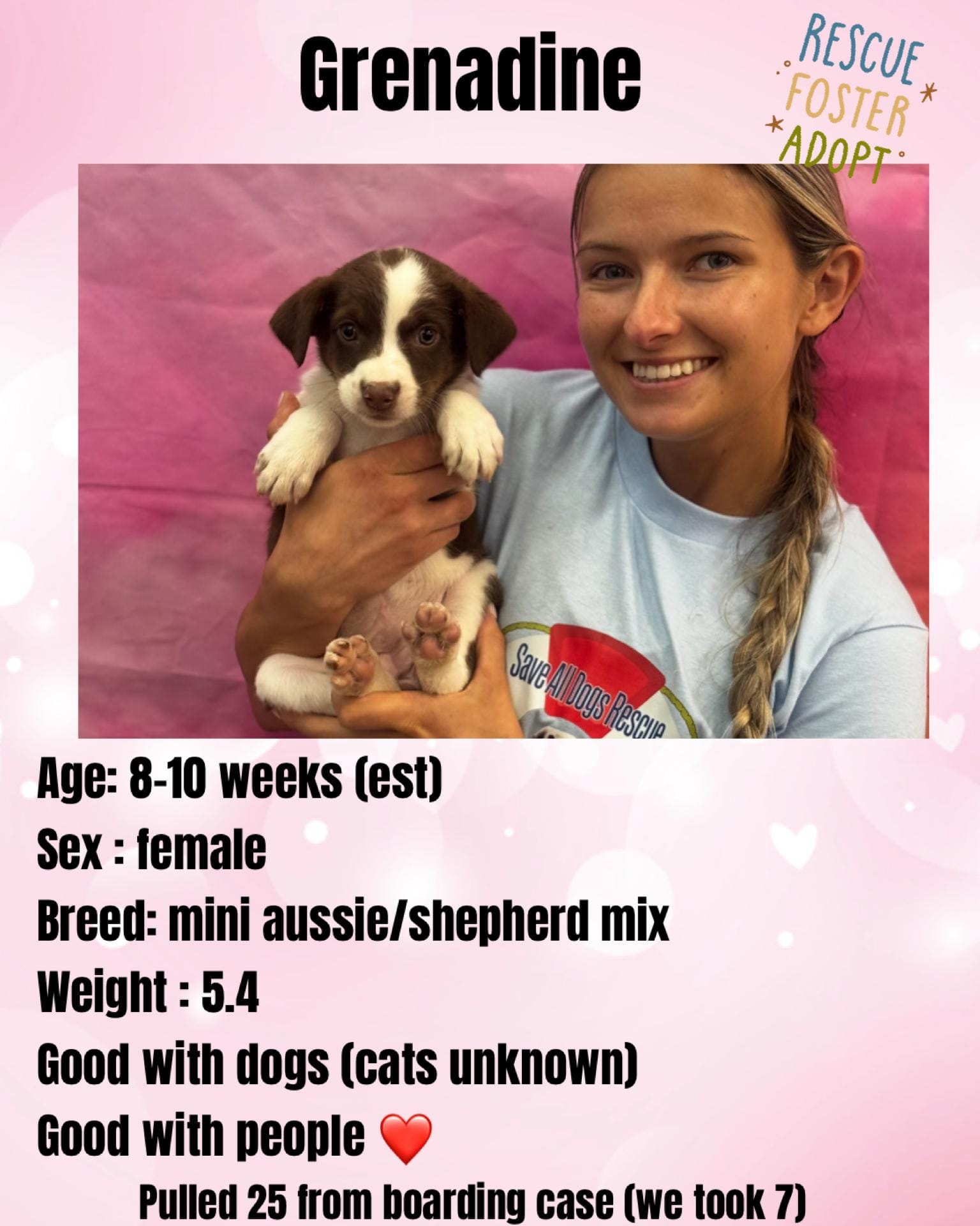 adopt-grenadine-today-find-paw-pal