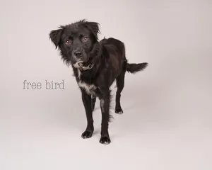 Free Bird