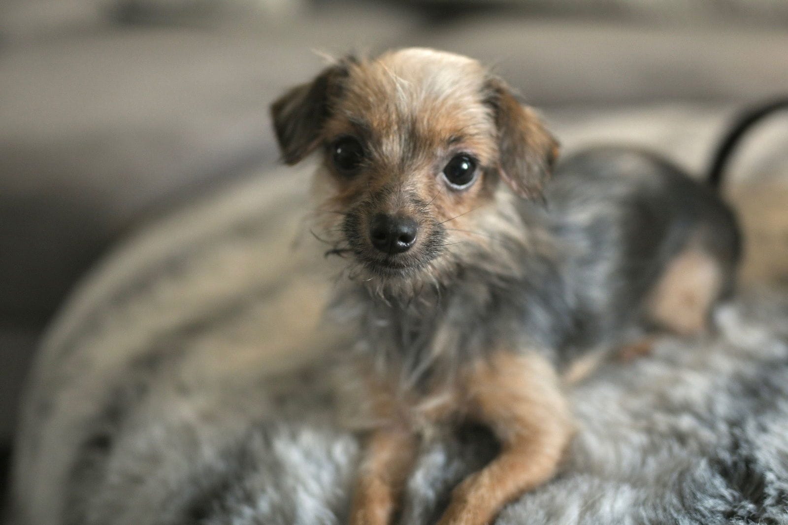 Adopt Minnie Today - Pets TheCountyOffice