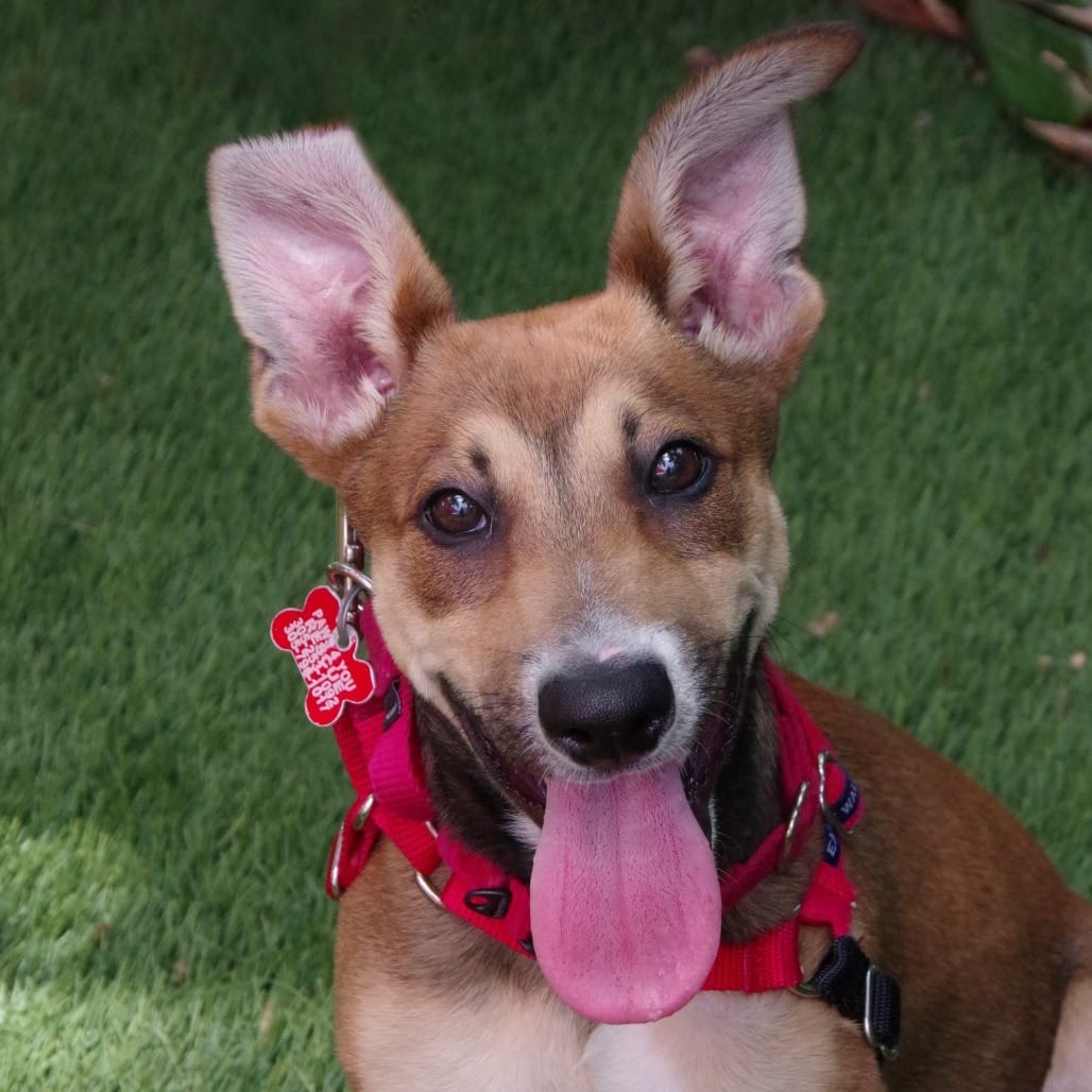 Adopt Puppy Coffee Today - Pets TheCountyOffice