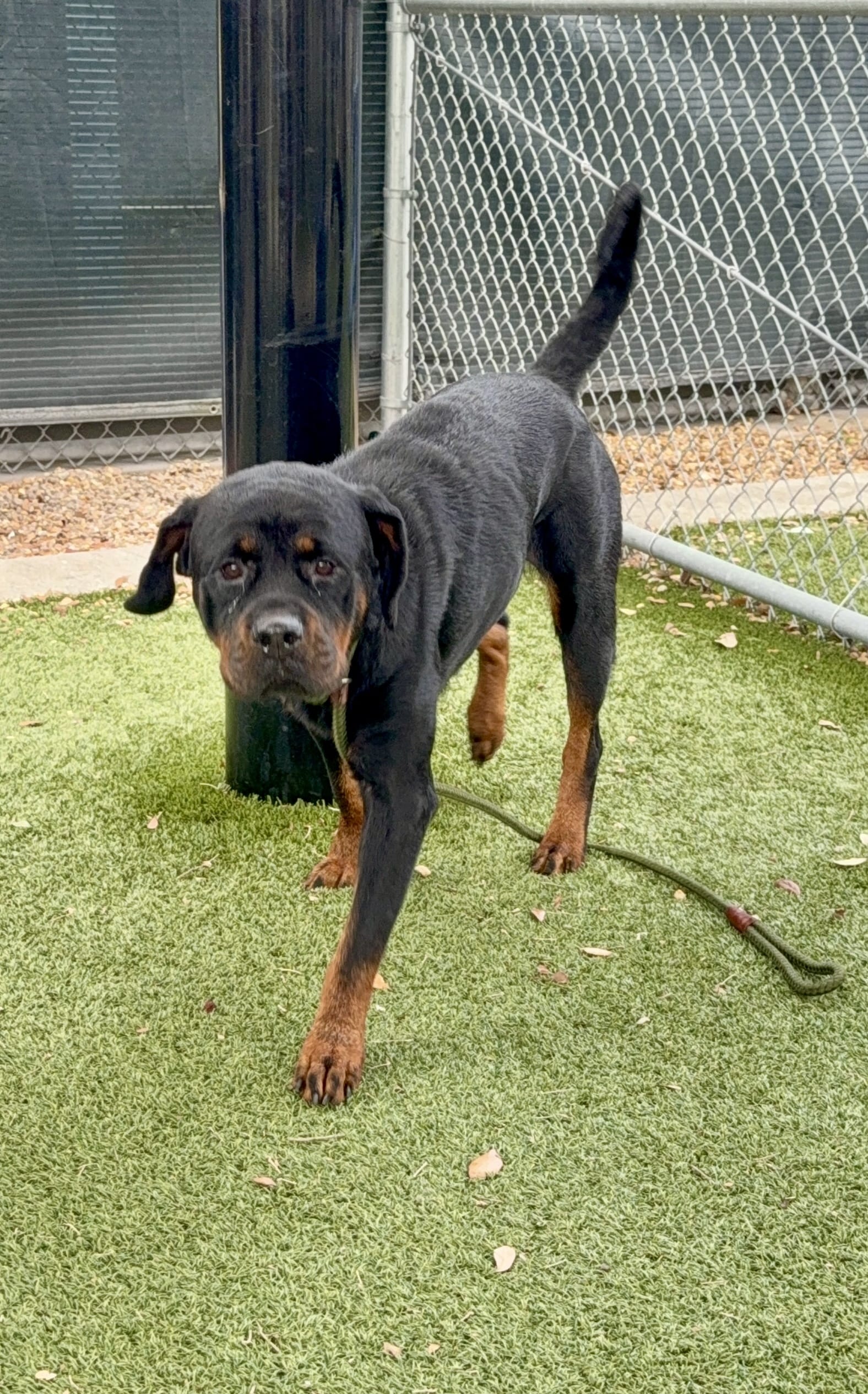 Adopt Adena Today Find Paw Pal