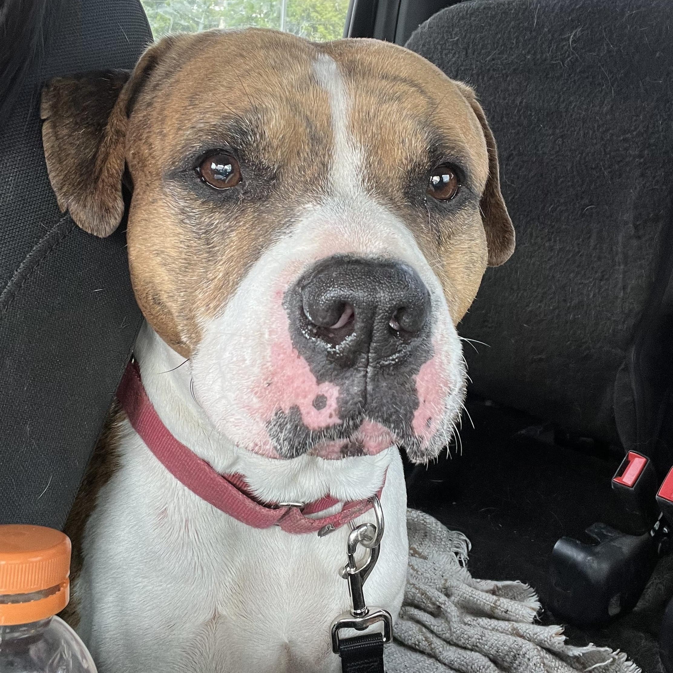 Adopt Tigger Today Find Paw Pal