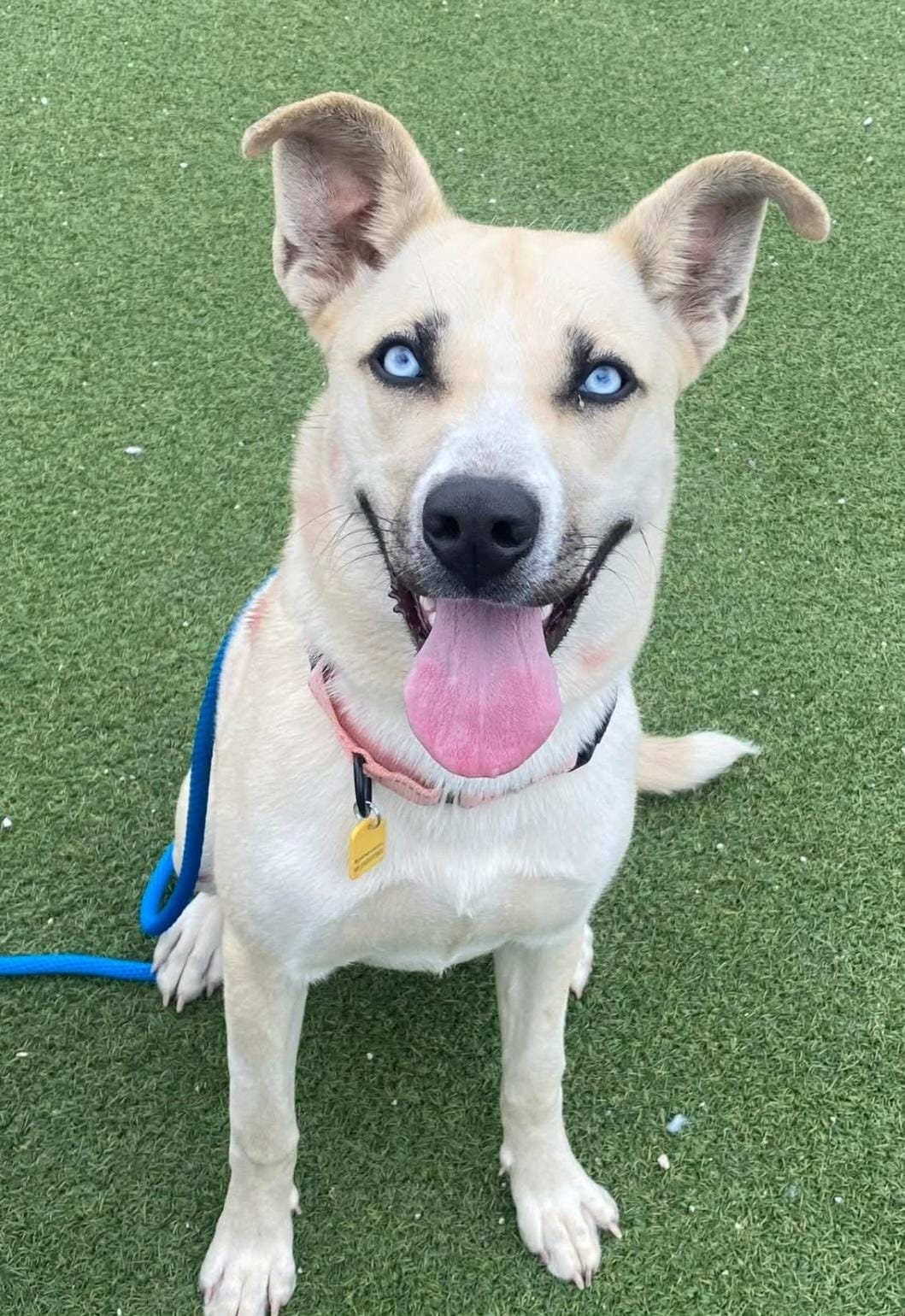 Adopt Maisy Today Find Paw Pal