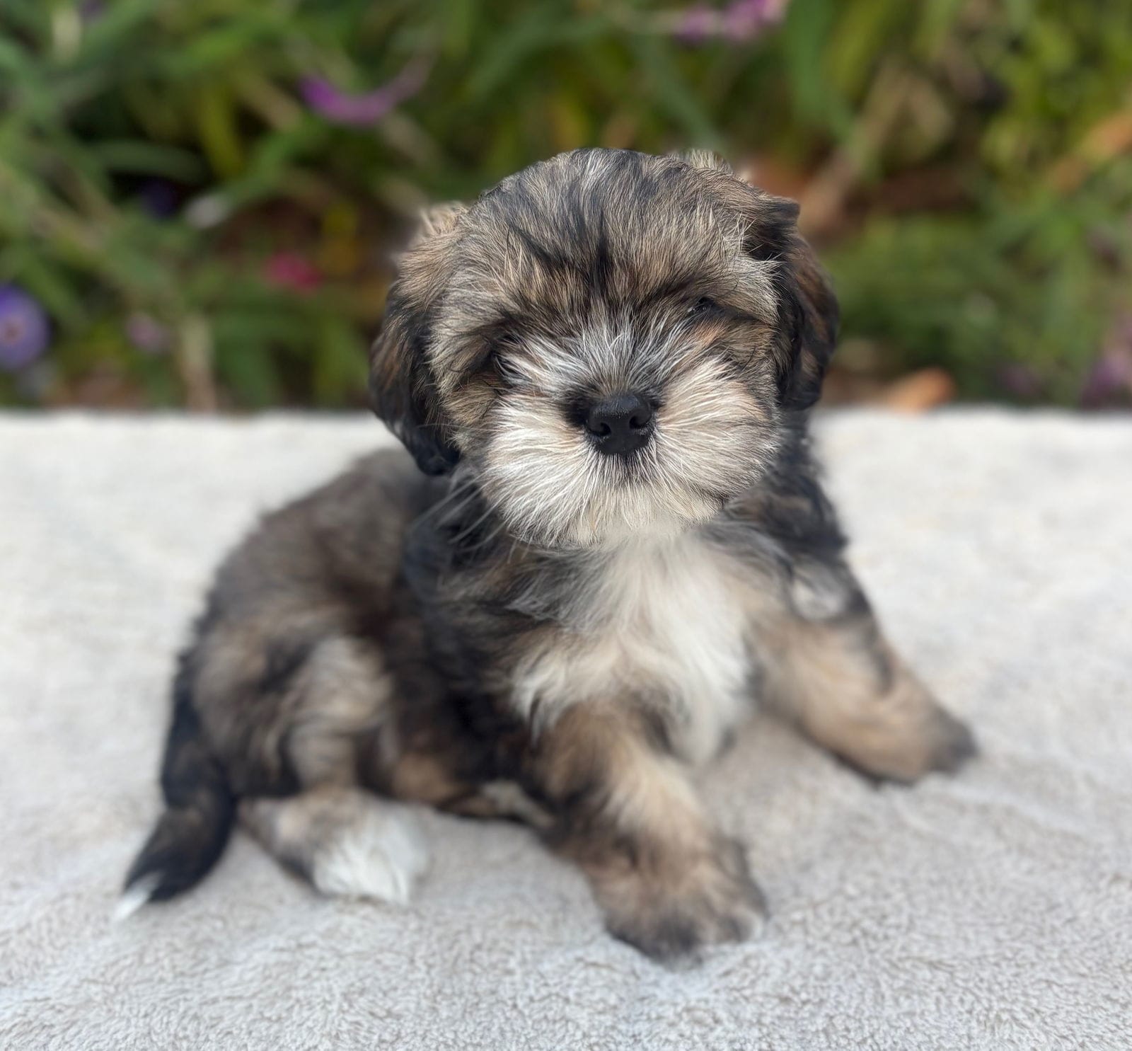 Image showcasing Adopt Fabric: Satin Today - Pets TheCountyOffice