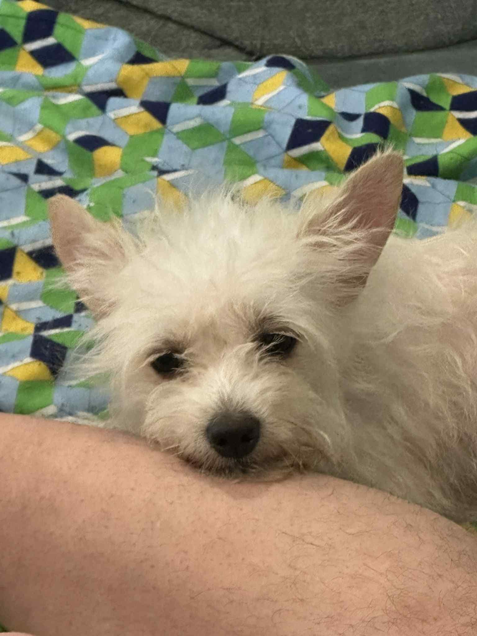 Adopt Daisy Today Pets TheCountyOffice