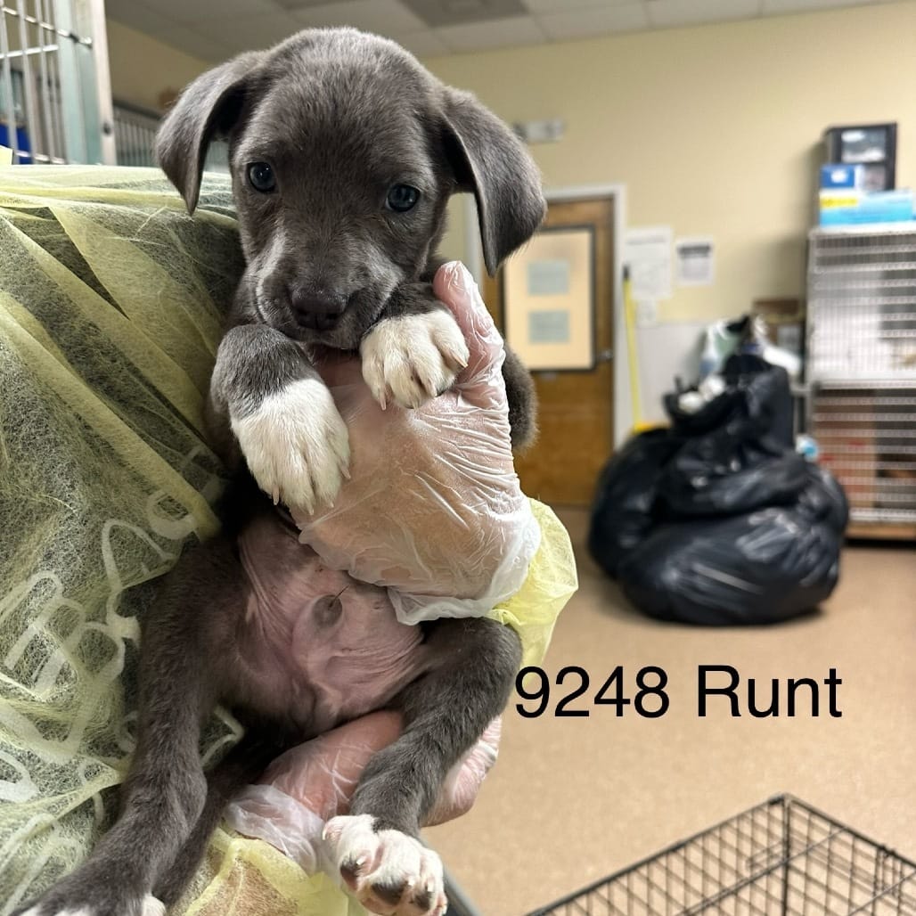 Adopt Pretty Rii Today Find Paw Pal