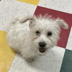 Snowball