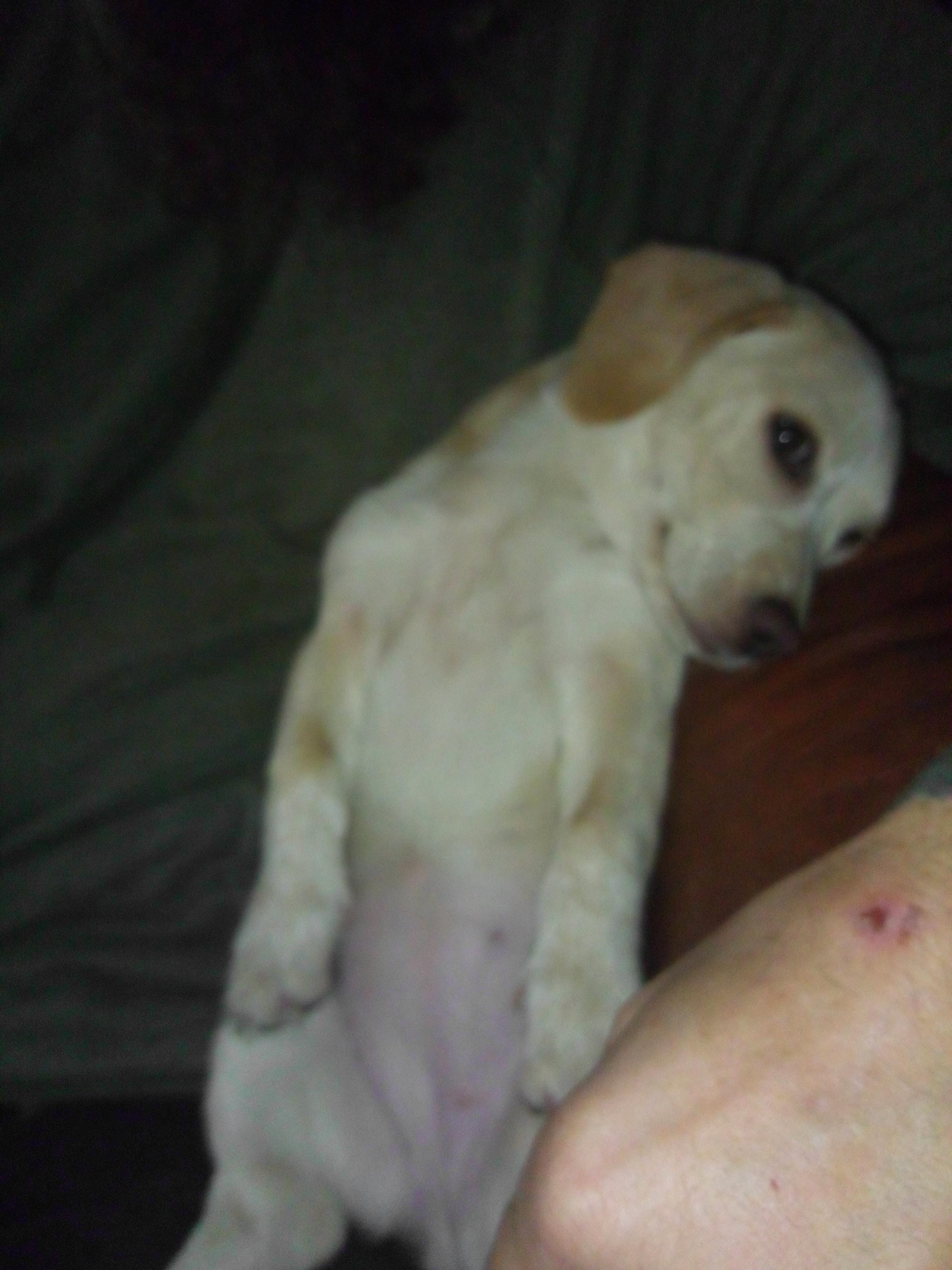 Wanda