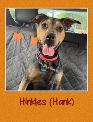 Hank