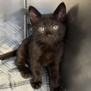 Sirius