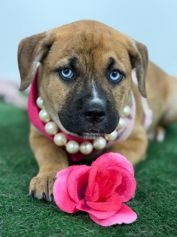 Daisy Duck-One of our Amazing Rescue Dogs