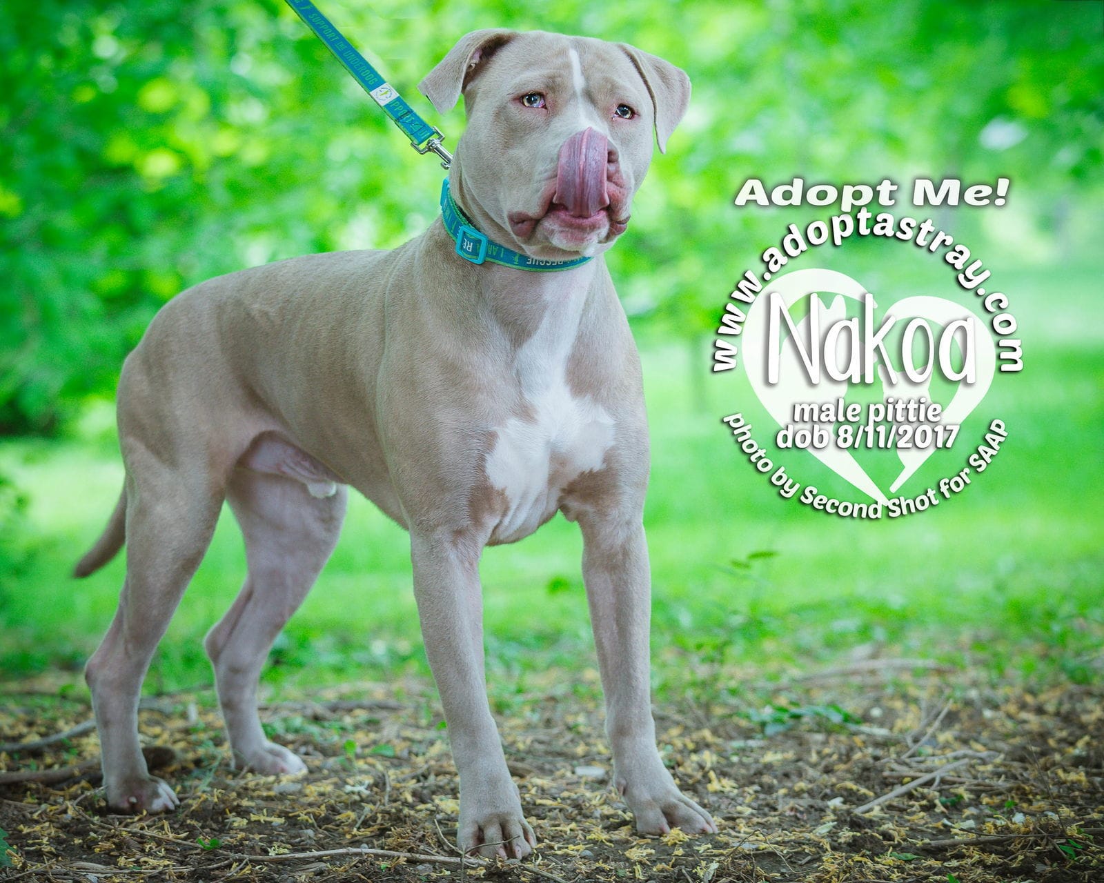 Nakoa