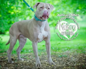 Nakoa