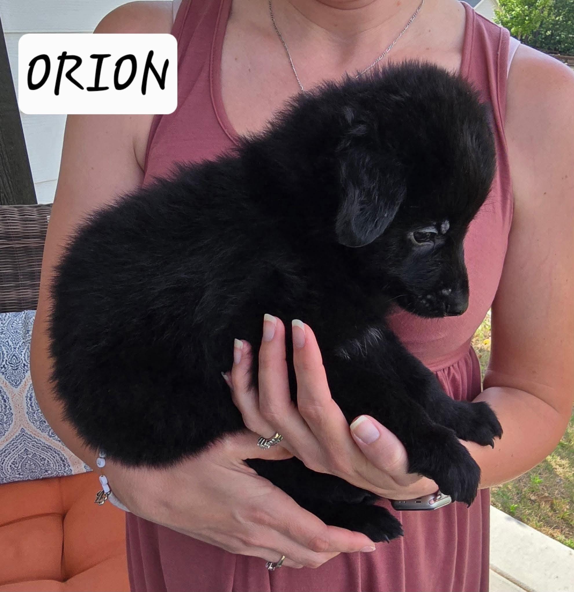 Orion