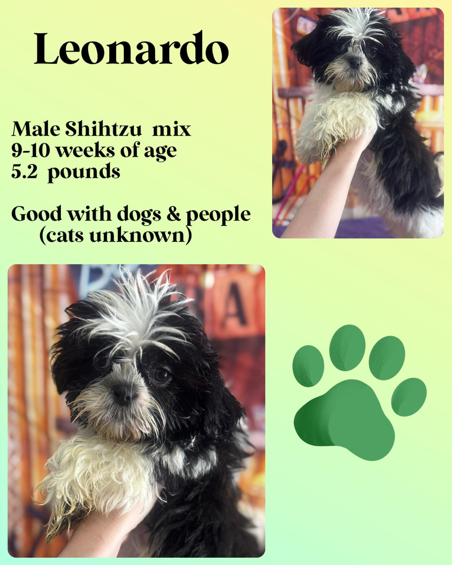 Adopt Leonardo Today Find Paw Pal adopt-leonardo-today-find-paw-pal