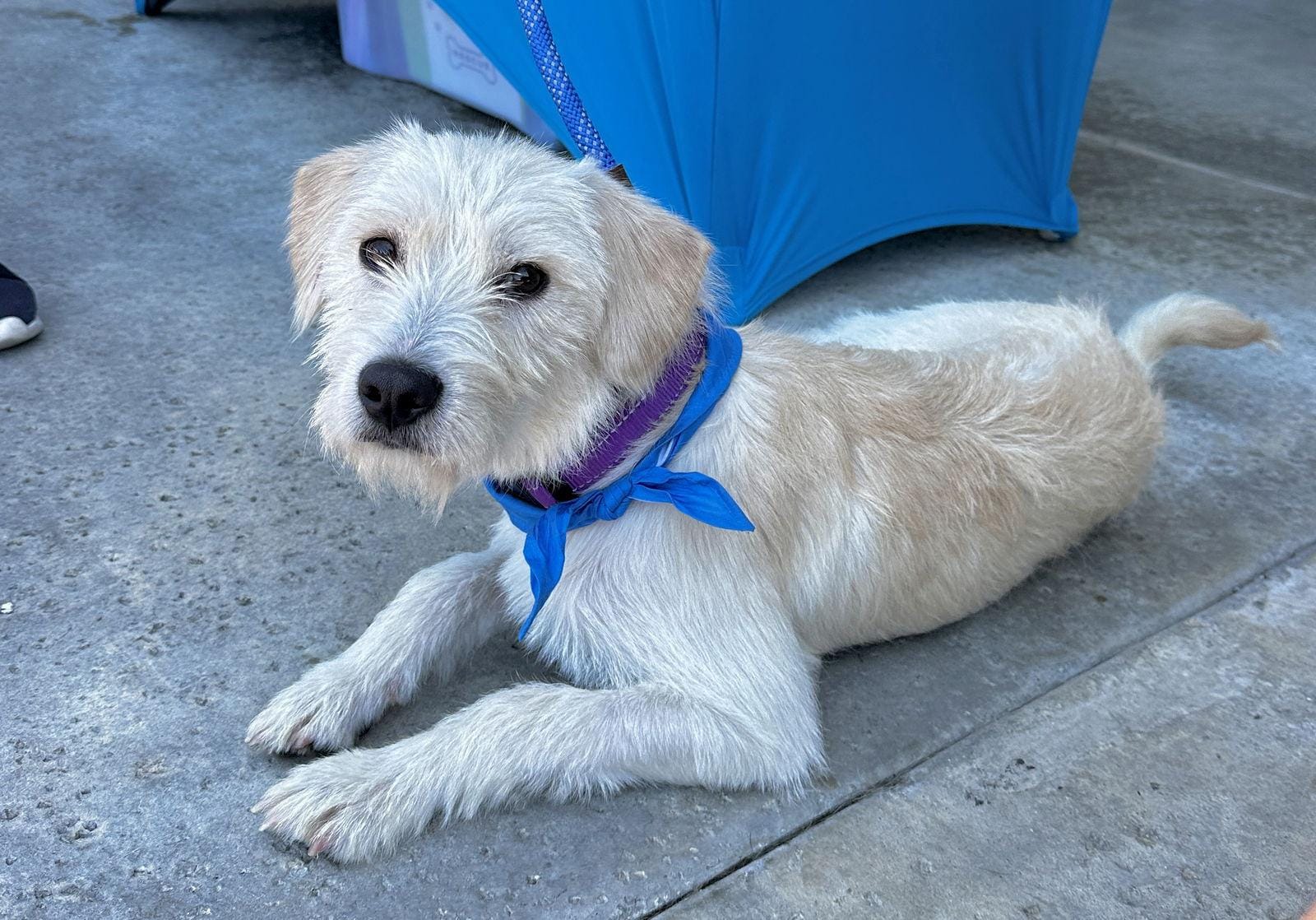 Marshmallow Tartan Terrier 
