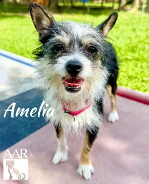 Amelia