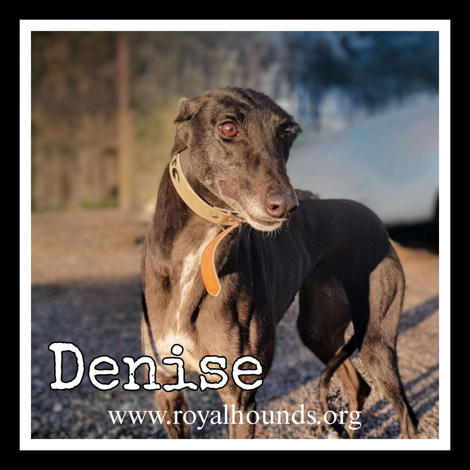 adopt-denise-today-find-paw-pal