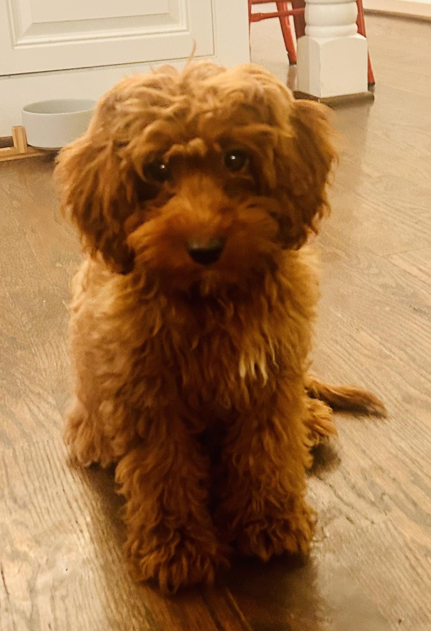 Adopt Jovie Today - Find Paw Pal