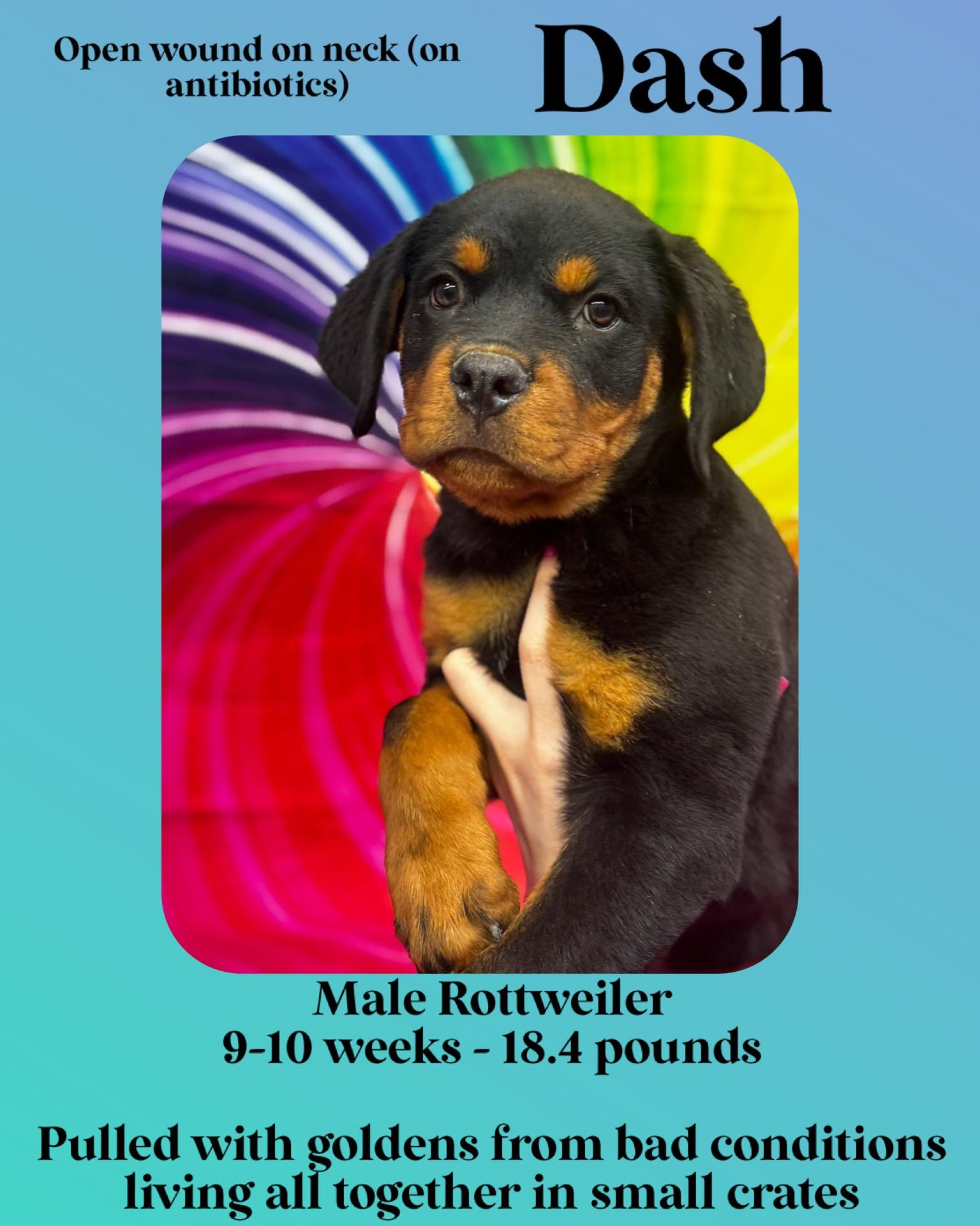 Adopt Dash Today Find Paw Pal adopt-dash-today-find-paw-pal