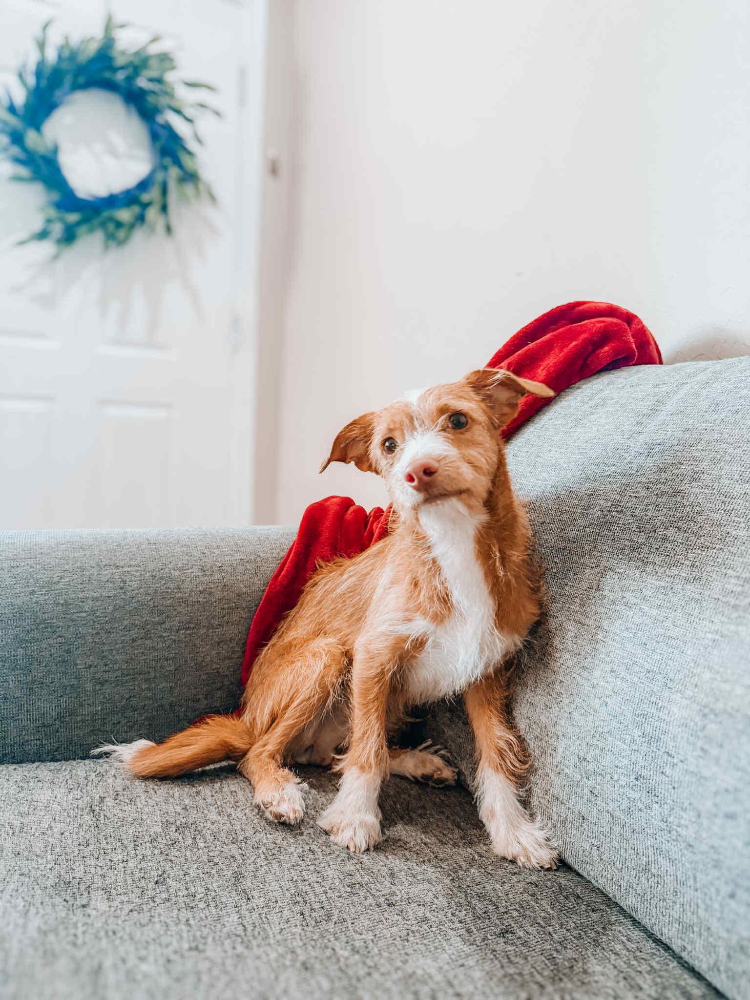 Adopt BO - BIG THINGS COME IN SMALL PACKAGES Today - Find Paw Pal