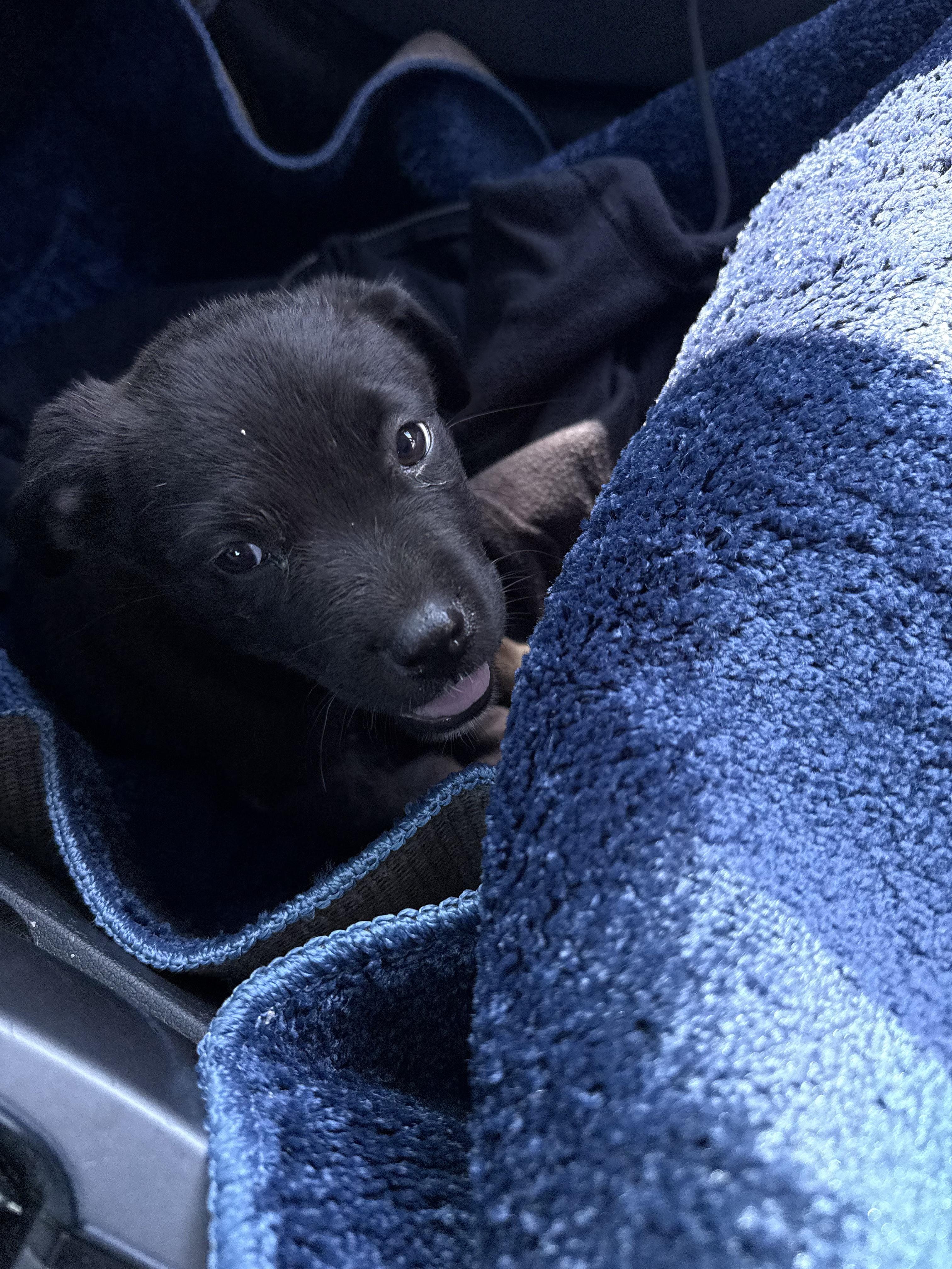 Adopt CoCo Today - Find Paw Pal