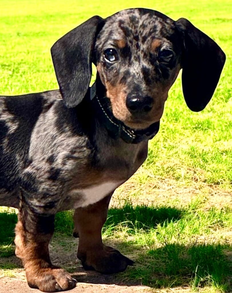 Adopt Charlie - Dapple Purebred Doxie Puppy! Today - Find Paw Pal