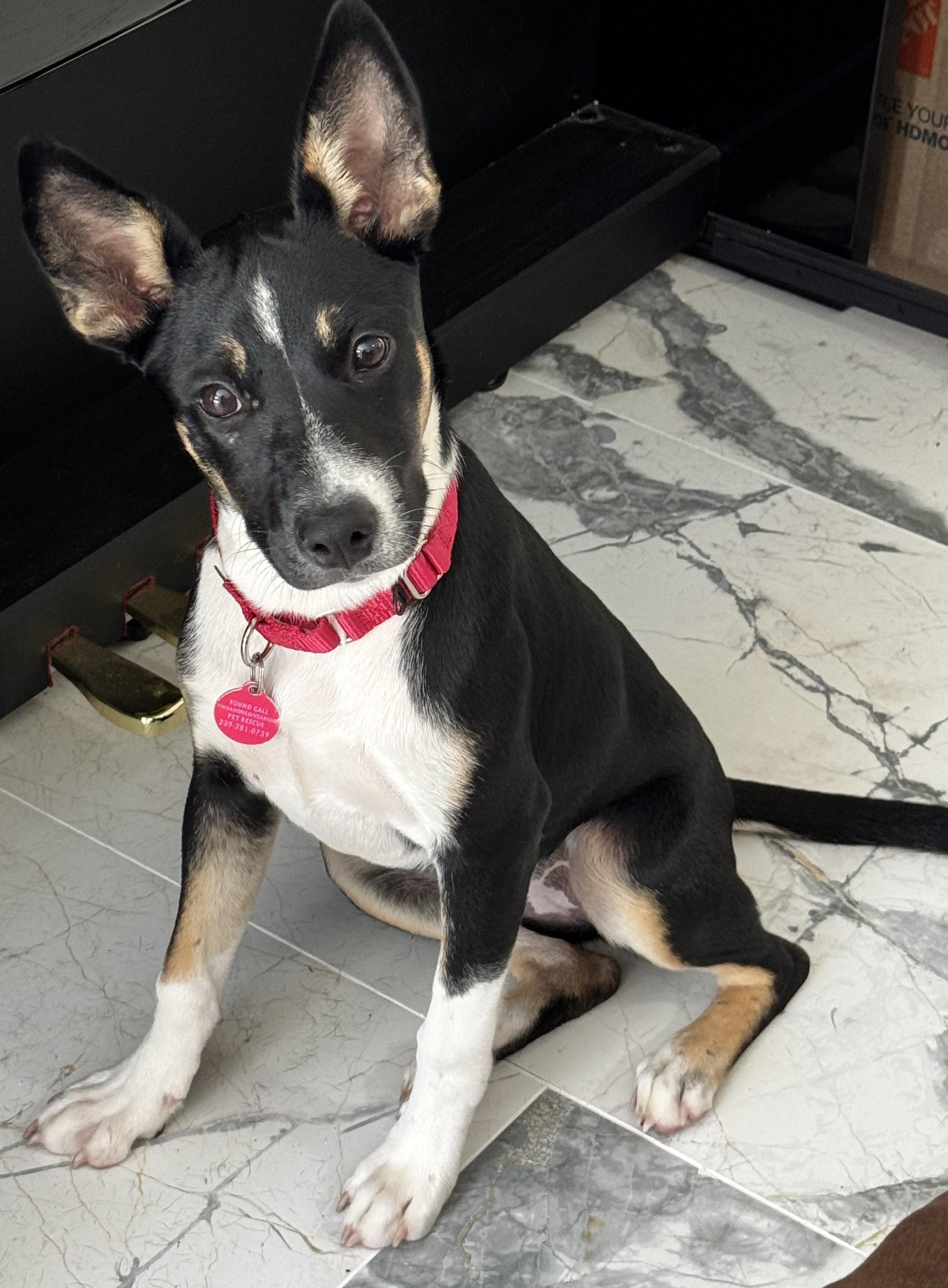 Adopt Java is the perfect name! Today - Find Paw Pal