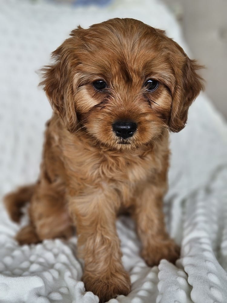 Adopt Cavapoo - Carlie Renae Today - Find Paw Pal