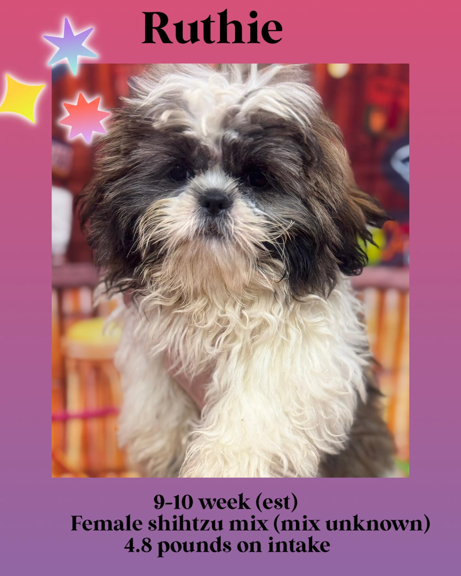 Adopt Ruthie Today - Pets TheCountyOffice