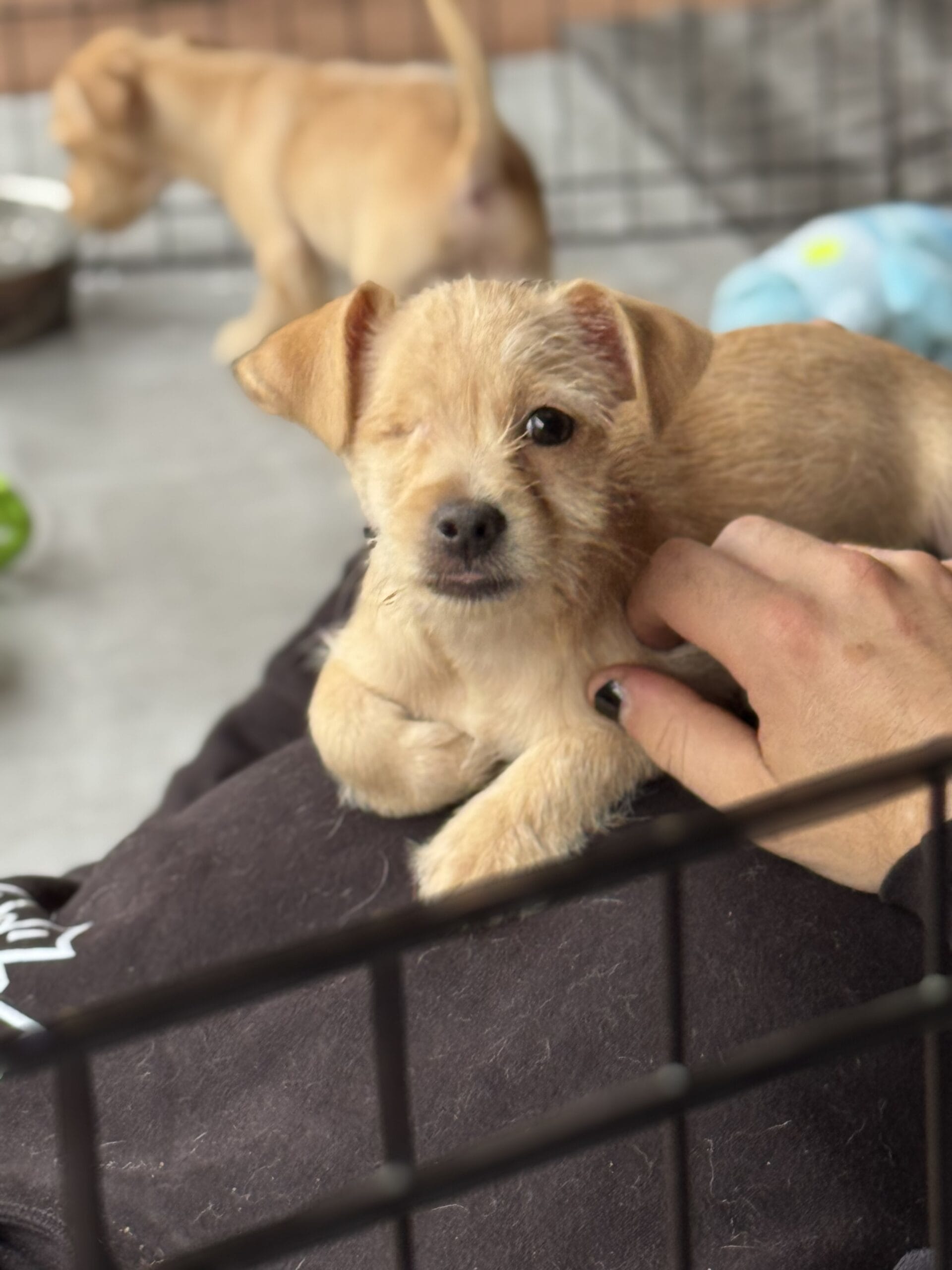 Adopt Dysfunctional You Today - Pets TheCountyOffice