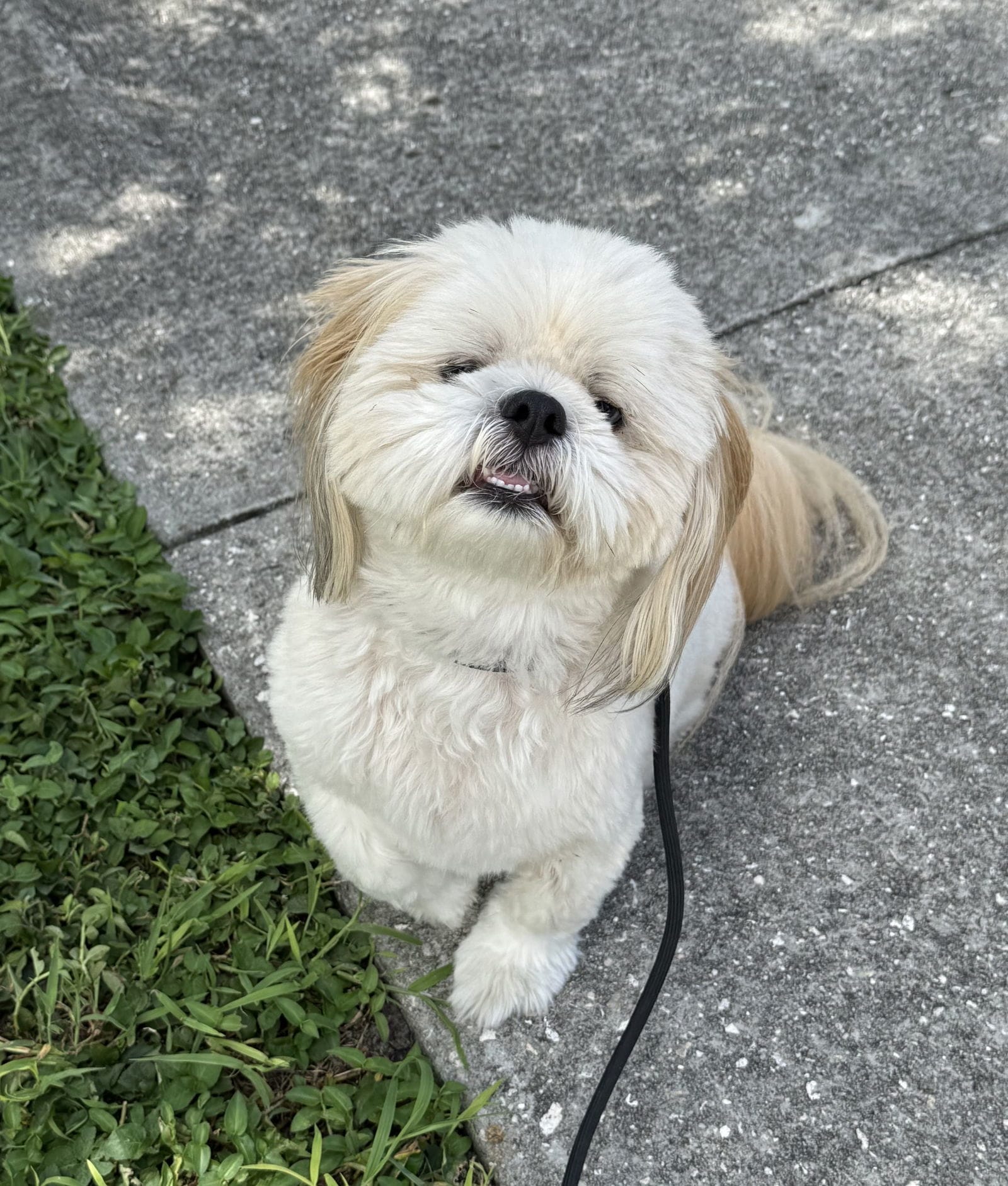 Adopt Stewy Today - Pets TheCountyOffice