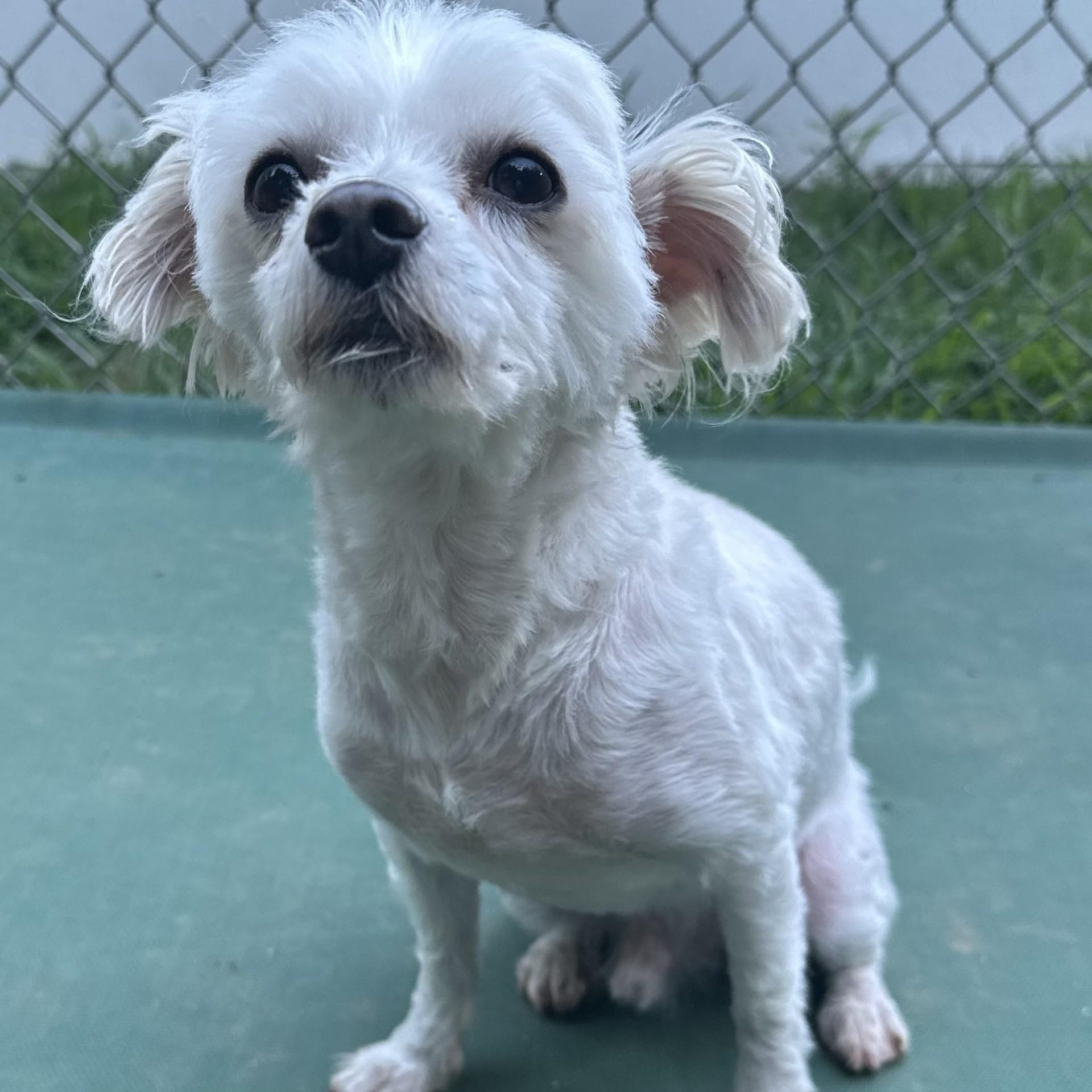 Adopt Chino Today - Pets TheCountyOffice