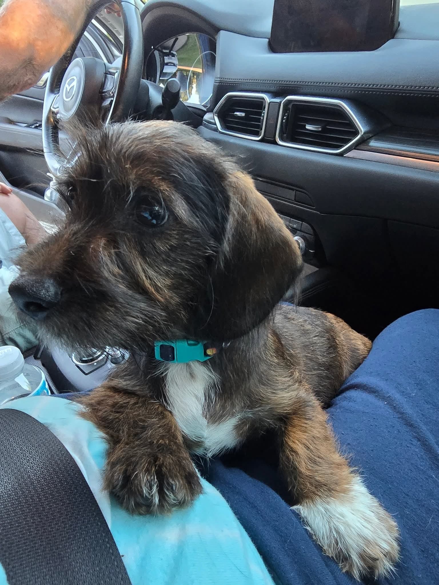 Adopt Gabe Today - Pets TheCountyOffice