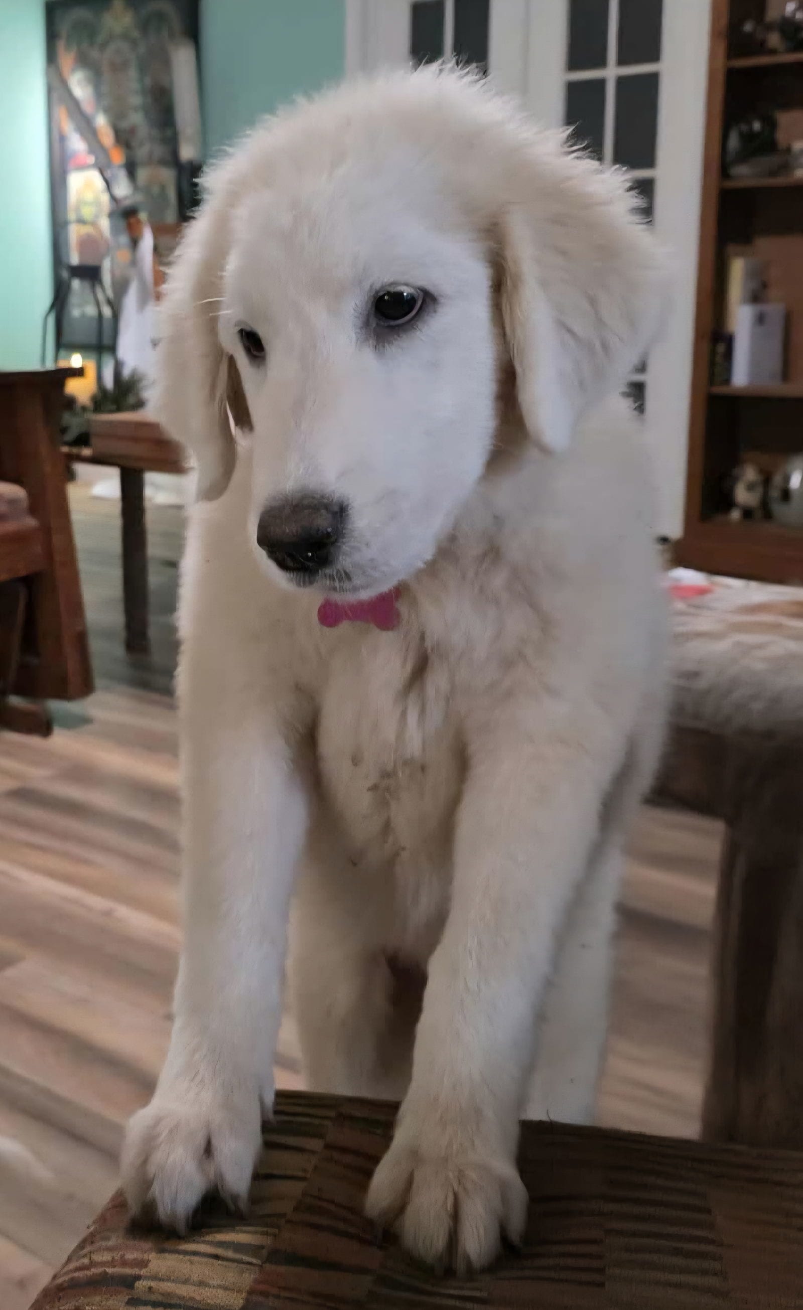 Adopt Abby in VT Today Pets TheCountyOffice