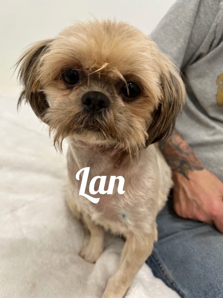 Adopt Lan Today - Find Paw Pal