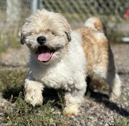 Adopt Bulldozer Today - Pets TheCountyOffice