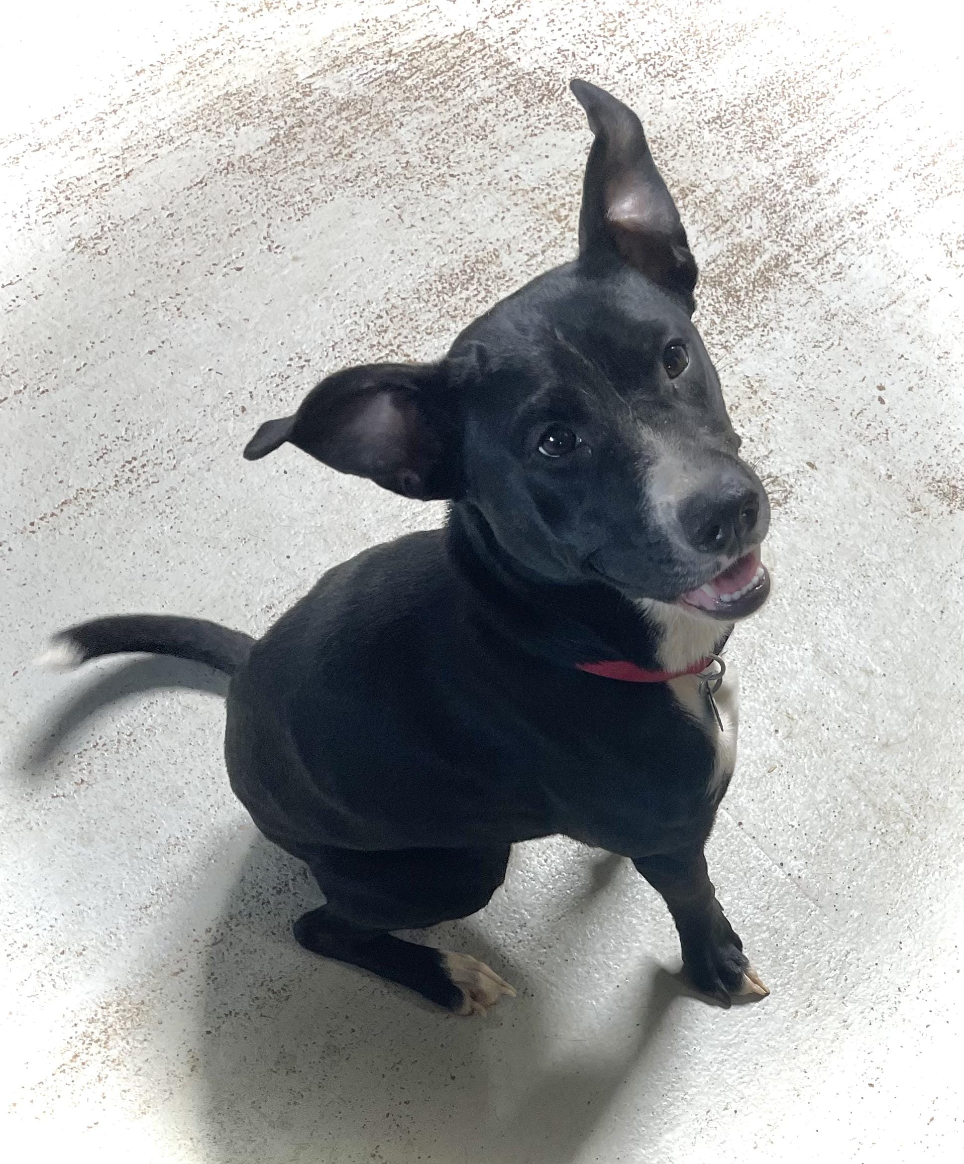 Adopt ROXY Today - Pets TheCountyOffice