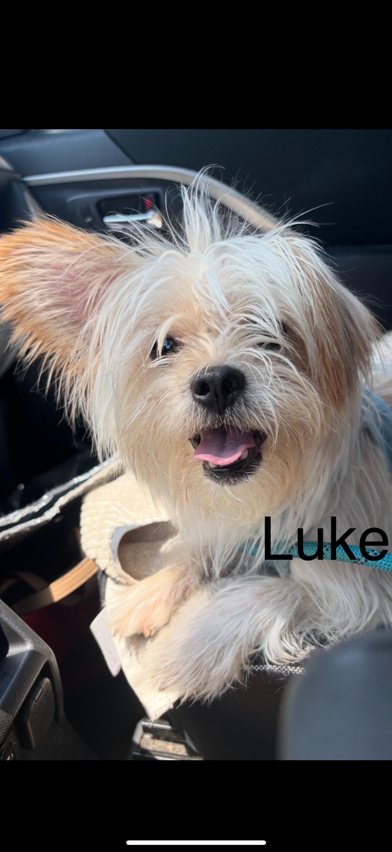 Adopt Luke - The Darling Boy Today - Pets TheCountyOffice