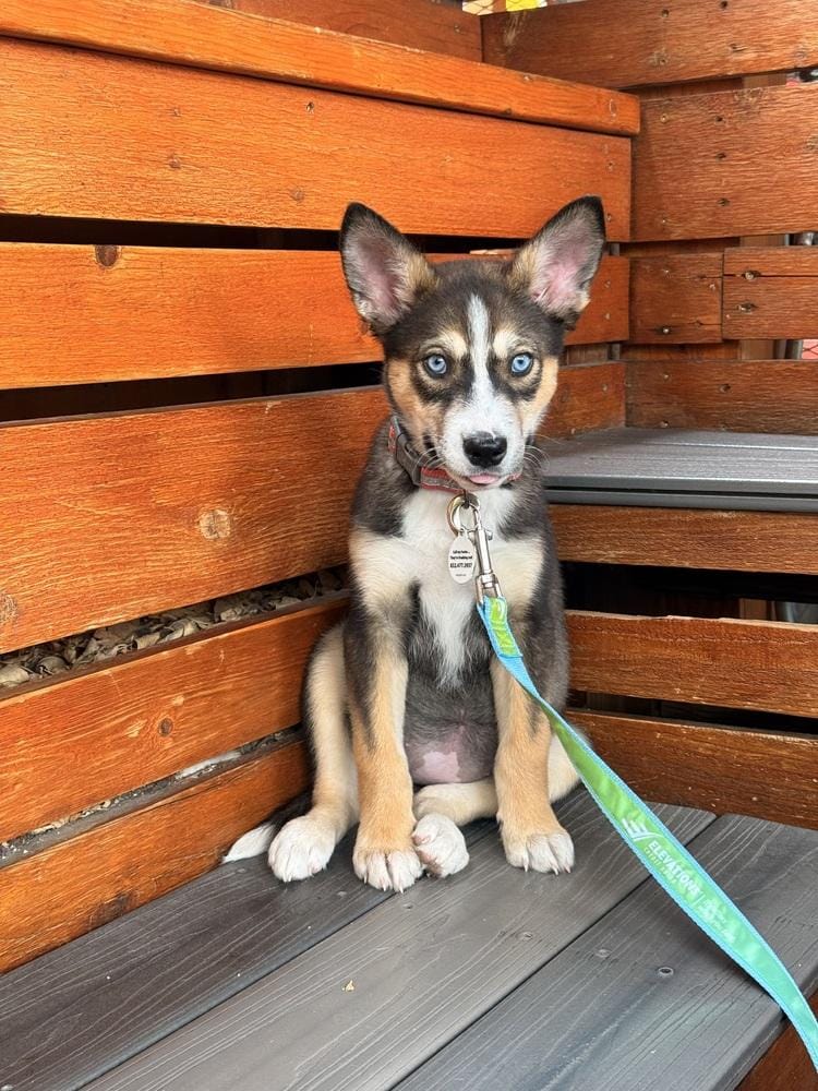 Piper