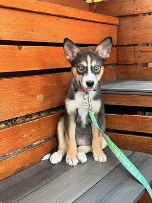 Piper