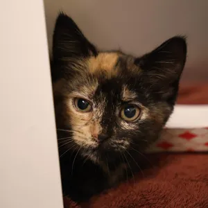 Pepper