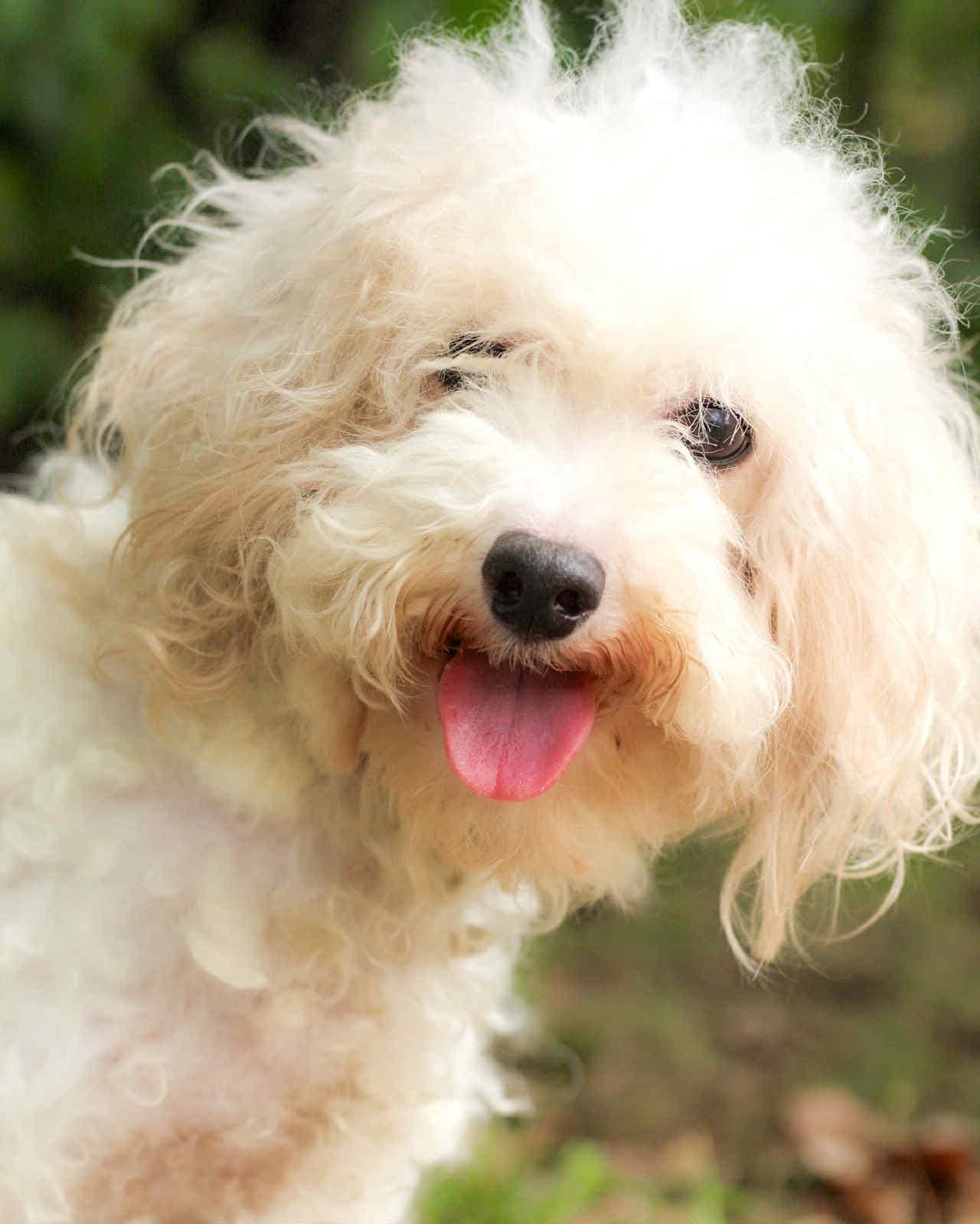 Adopt Roxy Today - Pets TheCountyOffice