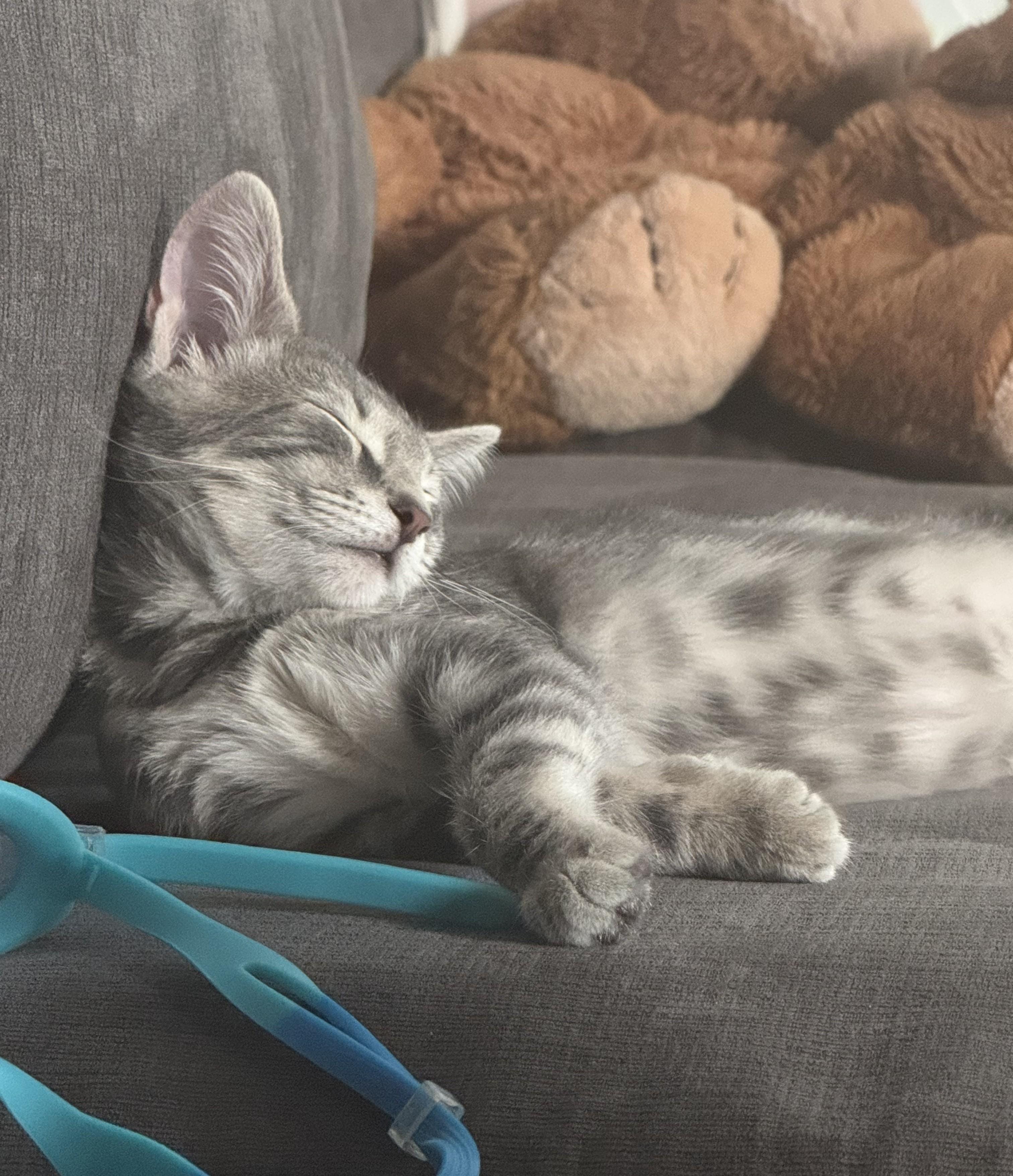 Adopt Riley Today - Pets TheCountyOffice