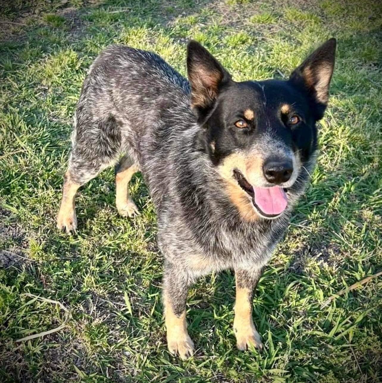 Adopt RUSK Today - Pets TheCountyOffice