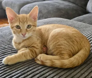 Pixiu