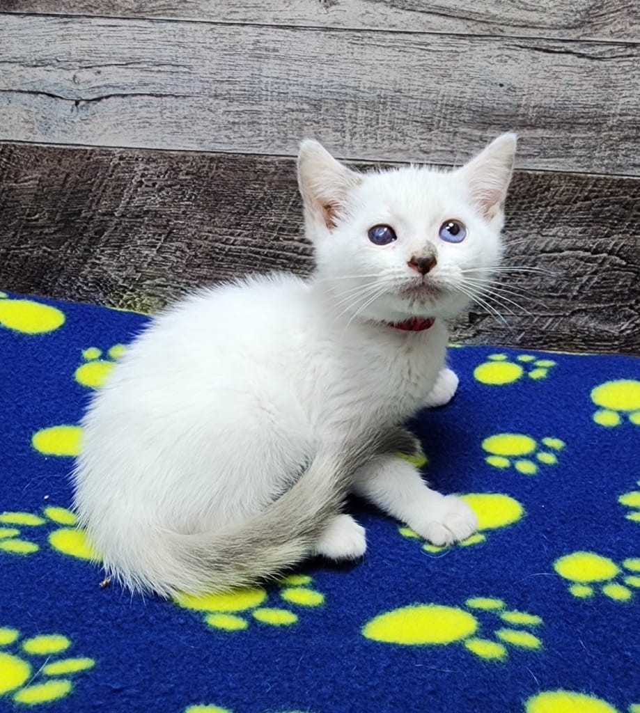 adopt-blanca-today-find-paw-pal