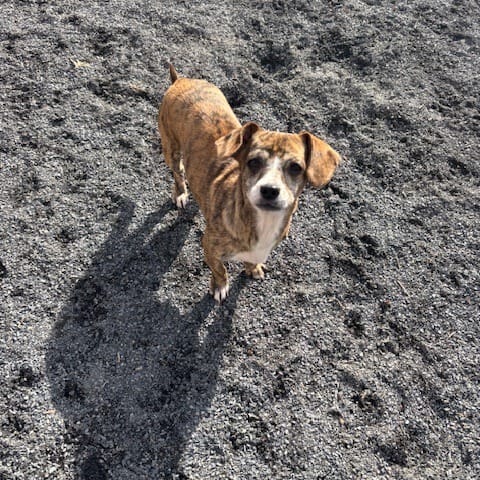 Adopt Tink Tink Today - Pets TheCountyOffice