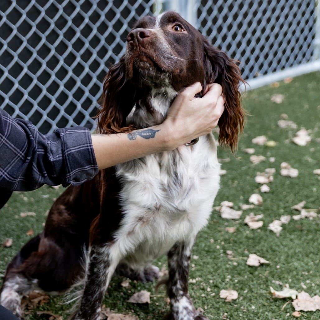 Humane Society Of Chittenden County in South Burlington, VT - Find Paw Pal