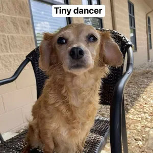 Tiny Dancer